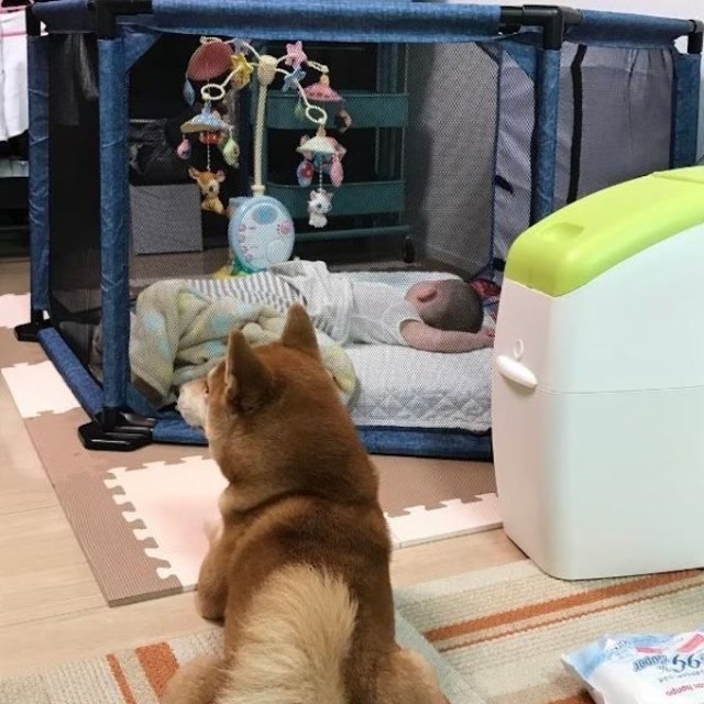 犬の行動を制限してストレスを与えるのではなく、キッズパーテーションを使って赤ちゃん側の安全をキープ（画像提供：epiさん）