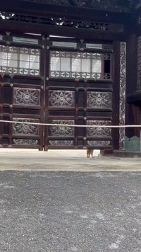 門の下を通って中に入ってゆく猫ちゃん。 ※荒城祥善さんのX動画より抜粋