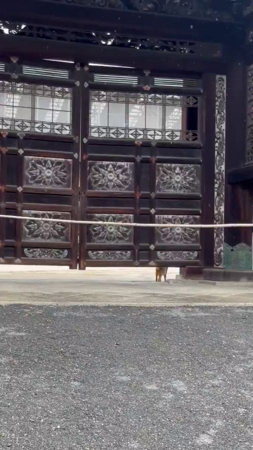 門の下を通って中に入ってゆく猫ちゃん。 ※荒城祥善さんのX動画より抜粋