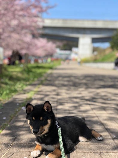 桜と柴犬。ベストマッチ（お母さん提供）