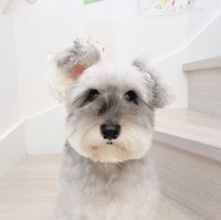 ミニチュアシュナイザーのトトちゃん（提供：jiji&totoさん）