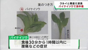 有毒植物のバイケイソウを食べ食中毒　ウルイと間違える　宮城・６０代男性