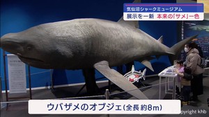 「サメ」一色　本来の姿に展示内容を一新　気仙沼シャークミュージアム　沖縄の美ら海水族館と連携　宮城・気仙沼市