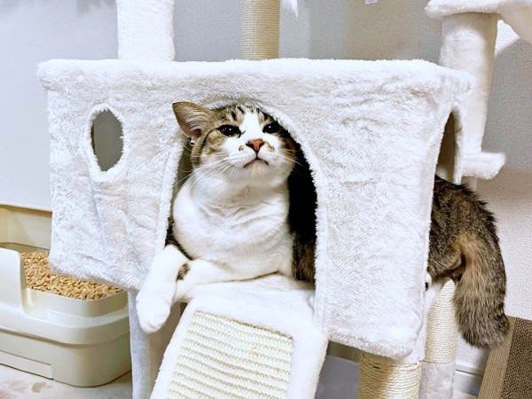 キャットタワーでくつろぐそぼろくん（画像提供：おかかとそぼろの成長記録さん）