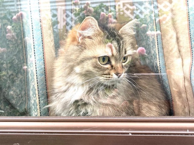 可愛いお顔とふわふわの被毛が自慢のチャチャちゃん。お花が大好きなのだそう（提供：コハちゃん さん）