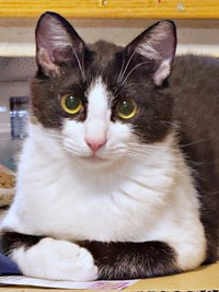 生後推定10カ月、おとなっぽい顔つきになってきたこねぎくん（画像提供：ともさん）