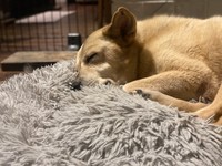 どんな夢を見ているのか、幸せそうな寝顔（写真提供＝ご家族）