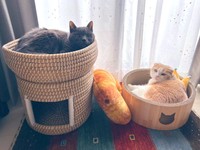 ふと窓際をみると2人がひなたぼっこしているような気がしちゃう…（飼い主さん提供）