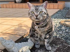 毎朝、お庭のパトロールが日課だよ　アメショの「小次郎」