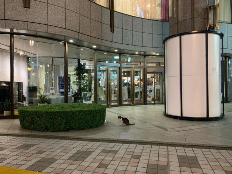 複数箇所を骨折した猫。駆けつけたボランティアが保護した（東京都人と動物のきずな福祉協会提供）