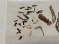 タコ、イカ、エビ…ちりめんじゃこひ含まれていたさまざまな水棲生物たち（猫ひさしさん提供）