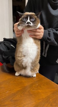 魅惑のお腹、ご利益ありそう…！（画像提供／とろろ(タヌ)とみたらしとぴー、Twitterよりキャプチャ撮影）