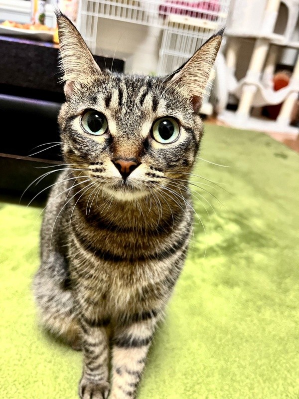 2022年、きゅるんとした瞳が愛らしい椿ちゃん（画像提供：ねここさん）