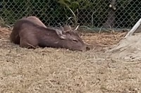 安心してくつろぐシカ（能勢温泉提供）