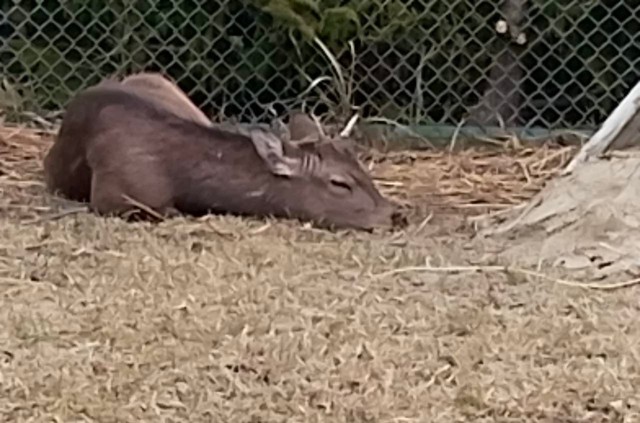 安心してくつろぐシカ（能勢温泉提供）