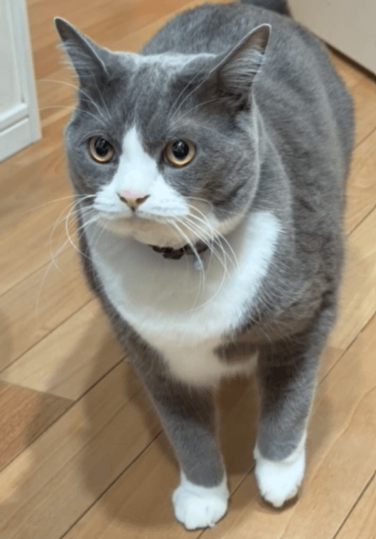 近づいてきたごましおくん（提供：わがやのねこさん）