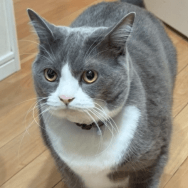 近づいてきたごましおくん（提供：わがやのねこさん）