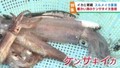 南の海のケンサキイカが取れる