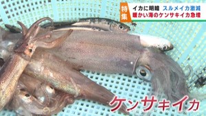 海水温の上昇　宮城県沖で取れるようになったイカと取れなくなったイカ　養殖ワカメへの被害も