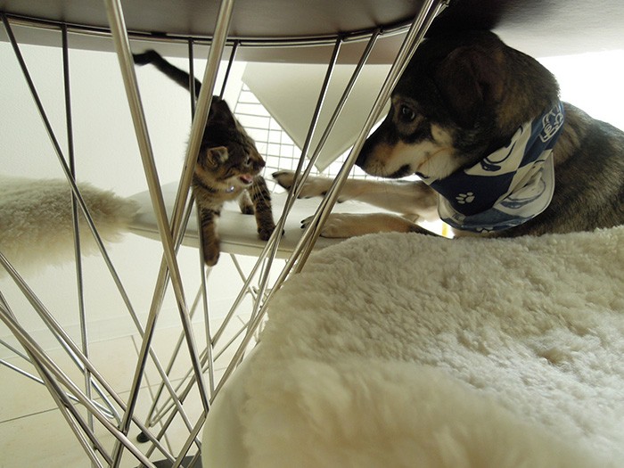 飼い主が構う必要ないほど、毎日マメがナッチャンをあやしてくれる