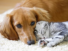 犬・猫の病気に備えを　地方銀行でも「ペット保険」を販売