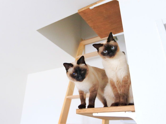 仲良し姉妹、ミラ（左）とマイア（右）。（テクニック2）