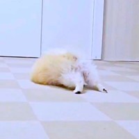 カーペットの上に突っ伏すレオくん（画像提供：ポメラニアン レオさん）