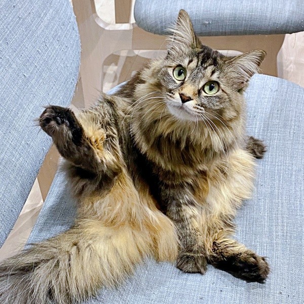 椅子の上で被毛のお手入れをするもなかちゃん（画像提供：おはぎともなかと時々オトンさん）