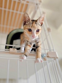 ケージの上から外をのぞくさごしちゃん（画像提供：ネムノキさん）