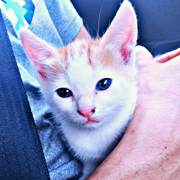 お迎え時、生後2カ月。車で飼い主さんの家へ向かうむぎちゃん（画像提供：むぎさん）