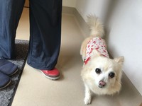 クーちゃんは、動物病院でもおりこうさんです