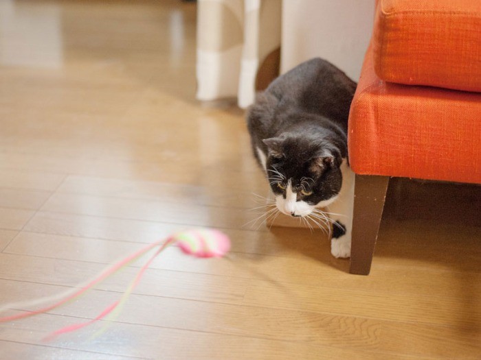 「獲物」に狙いをさだめる、ぽんた（小林写函撮影）