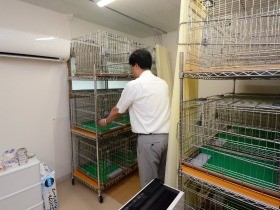 奄美大島でノネコの捕獲スタート　月３０匹、譲渡先探しが課題