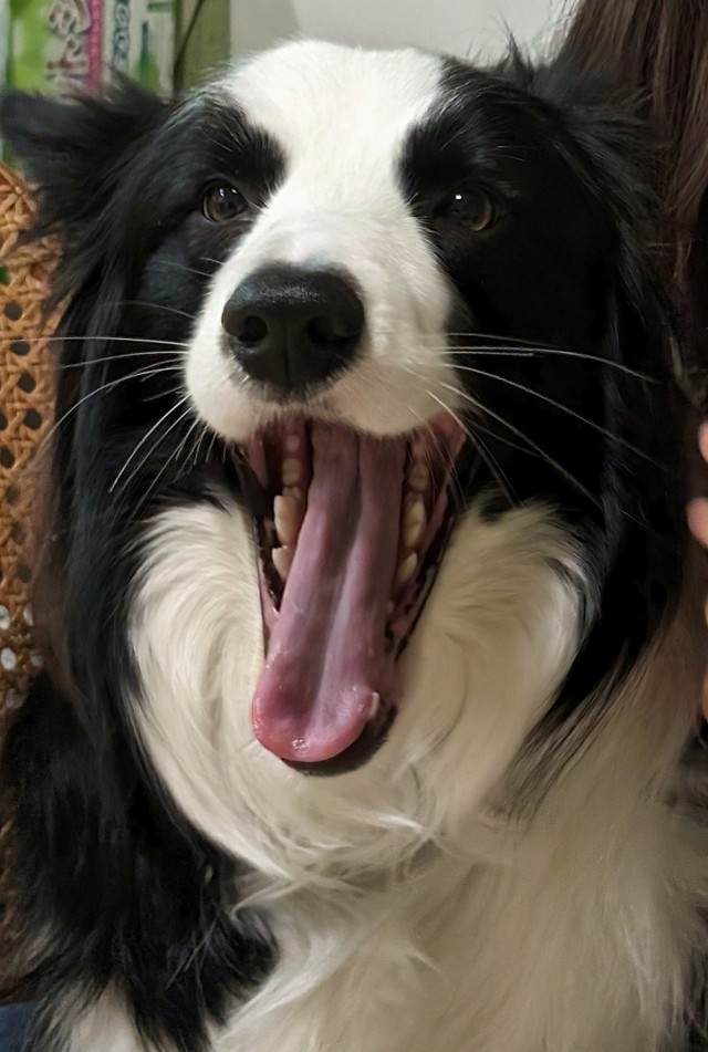 ボーダーコリーは頭の良い犬種と言われている