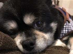 ヨシヨシされるのが好き　笑うと可愛いミックス犬「文太」