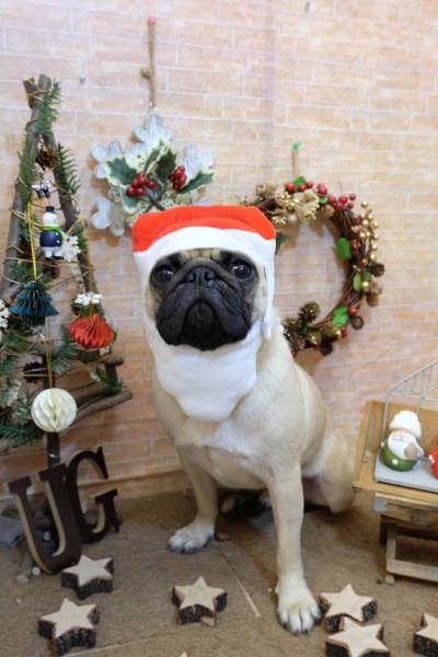 最近のパグくん。こんなかぶりものをできるようになりました（飼い主さん提供）