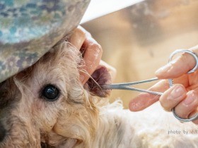 ブリーダーから犬33匹保護　命を守るため、動物のプロたち活躍