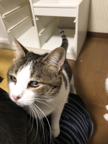 何か美味しいものはないかにゃ