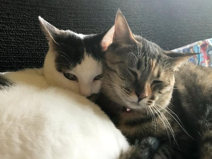 寄り添って眠る