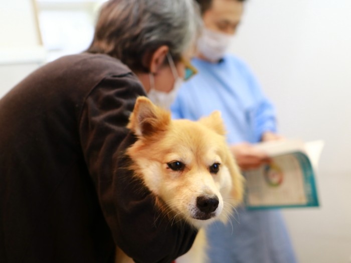 大嫌いな動物病院でひたすら逃げる隙を伺う福助