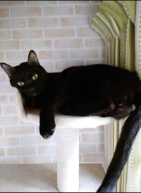 タワーのてっぺんでくつろぐトマトくん＝gatita_himawariさん提供