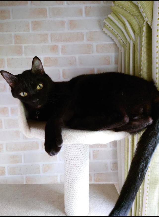 タワーのてっぺんでくつろぐトマトくん＝gatita_himawariさん提供