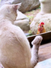 「だれ？」  じっと相手を見つめるマチュちゃん、たま子ちゃん（画像提供：きなこ@針村さん）