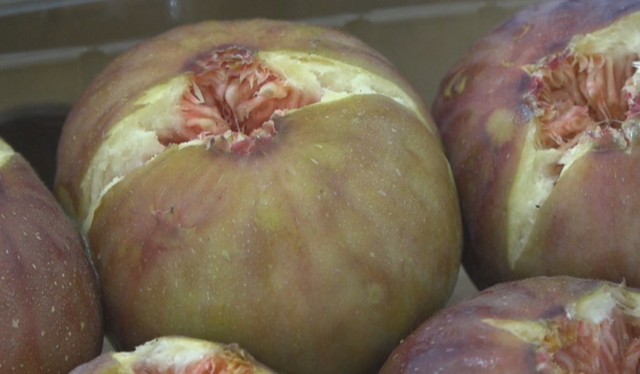 今が旬！　露地栽培イチジクの品評会「実は小ぶりだが糖度は高い」　岡山・笠岡市