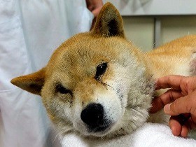 柴犬が列車事故　市役所は休日で、治療・飼い主発見に遅れ