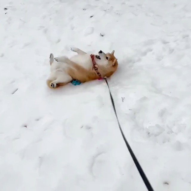 大はしゃぎ！（動画よりキャプチャ、画像提供：柴犬ハルさん）