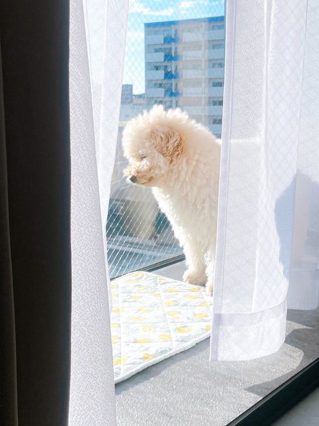 窓辺のぺんたくん（画像提供：ぺんたさん)