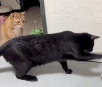 猫パンチ（なごさん提供）
