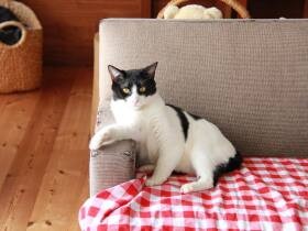 おやつでもいかが？　昼下がりの休日にソファでくつろぐミックス猫「丈」