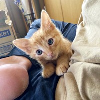 保護翌日の朝、膝上にちょこんと座るむぎちゃん（画像提供：むぎと人間さん）